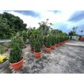Juniperus chinensis (Chinese Juniper) (1.2m to 1.5 height)
