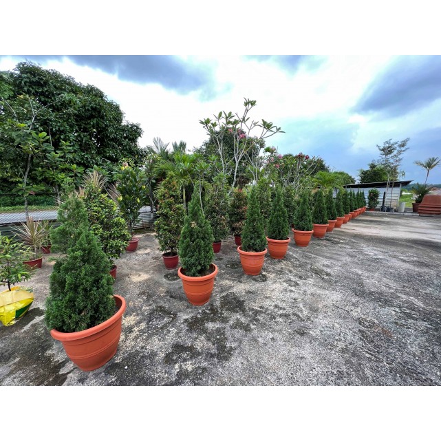 Juniperus chinensis (Chinese Juniper) (1.2m to 1.5 height)