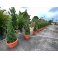 Juniperus chinensis (Chinese Juniper) (1.2m to 1.5 height)
