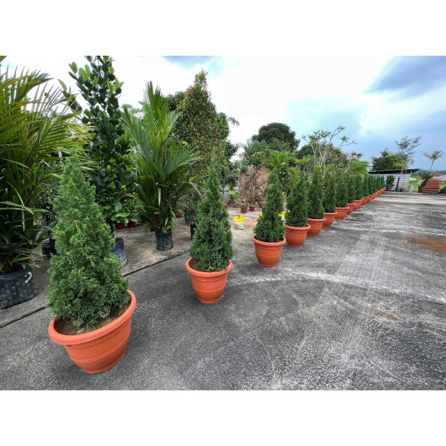 Juniperus chinensis (Chinese Juniper) (1.2m to 1.5 height)