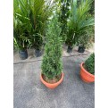 Juniperus chinensis (Chinese Juniper) (1.2m to 1.5 height)