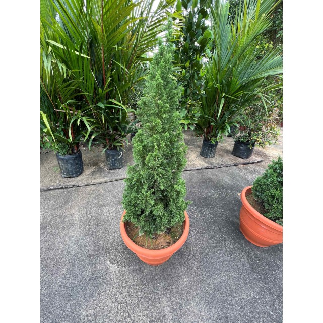 Juniperus chinensis (Chinese Juniper) (1.2m to 1.5 height)