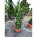 Juniperus chinensis (Chinese Juniper) (1.2m to 1.5 height)