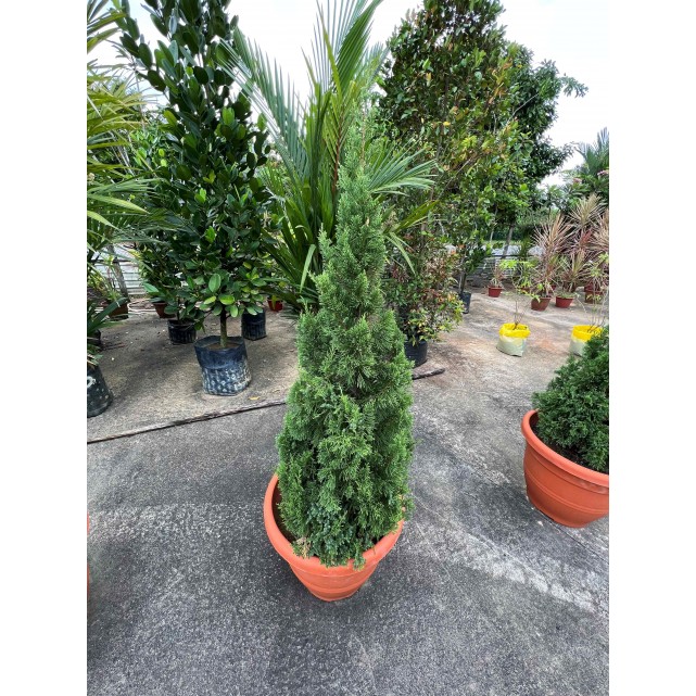 Juniperus chinensis (Chinese Juniper) (1.2m to 1.5 height)