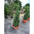 Juniperus chinensis (Chinese Juniper) (1.2m to 1.5 height)