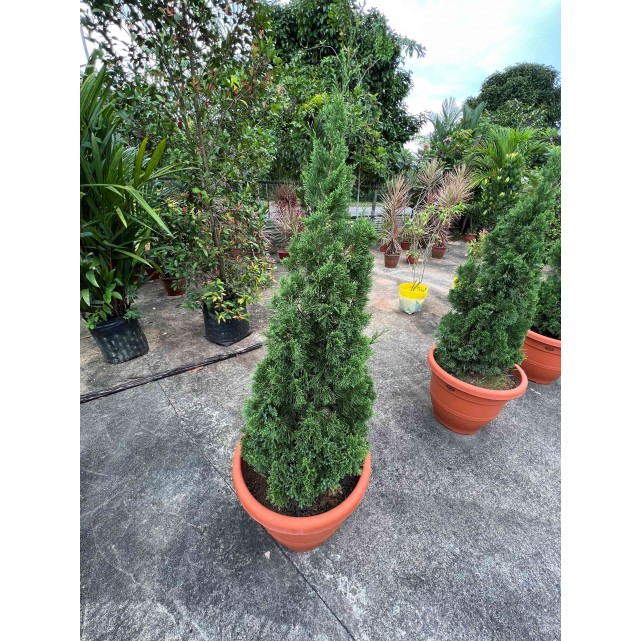 Juniperus chinensis (Chinese Juniper) (1.2m to 1.5 height)