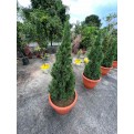 Juniperus chinensis (Chinese Juniper) (1.2m to 1.5 height)