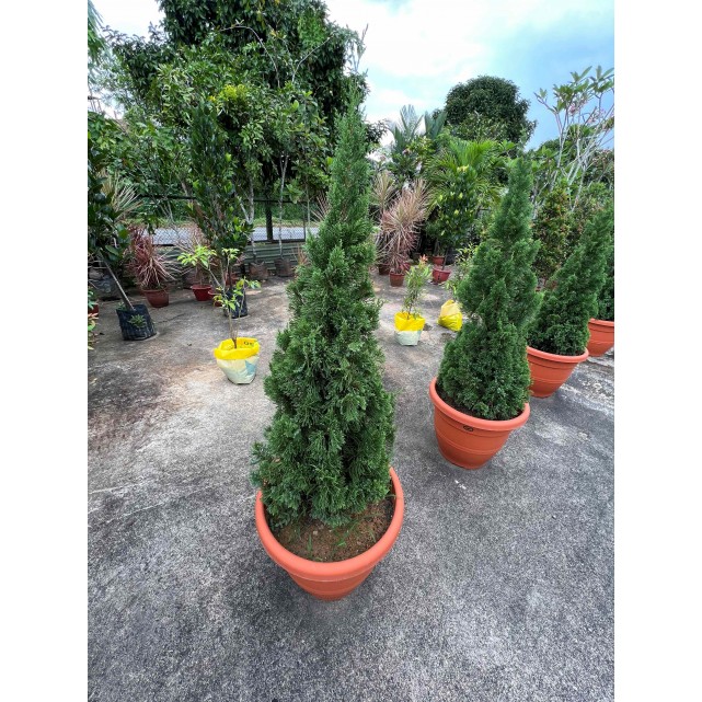 Juniperus chinensis (Chinese Juniper) (1.2m to 1.5 height)