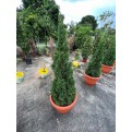 Juniperus chinensis (Chinese Juniper) (1.2m to 1.5 height)