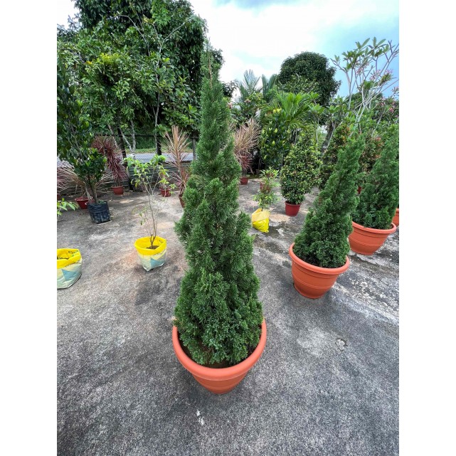 Juniperus chinensis (Chinese Juniper) (1.2m to 1.5 height)
