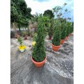 Juniperus chinensis (Chinese Juniper) (1.2m to 1.5 height)