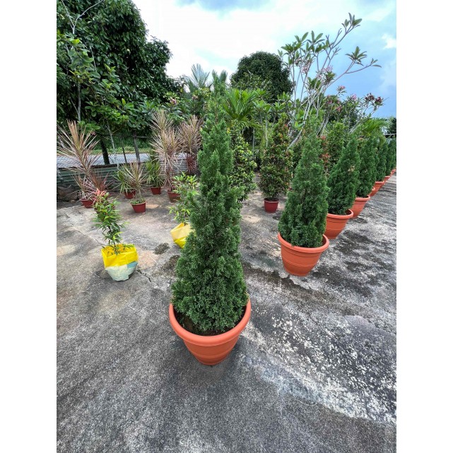 Juniperus chinensis (Chinese Juniper) (1.2m to 1.5 height)