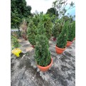 Juniperus chinensis (Chinese Juniper) (1.2m to 1.5 height)