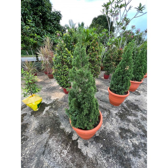 Juniperus chinensis (Chinese Juniper) (1.2m to 1.5 height)