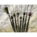 Customized Hanging Air Plants