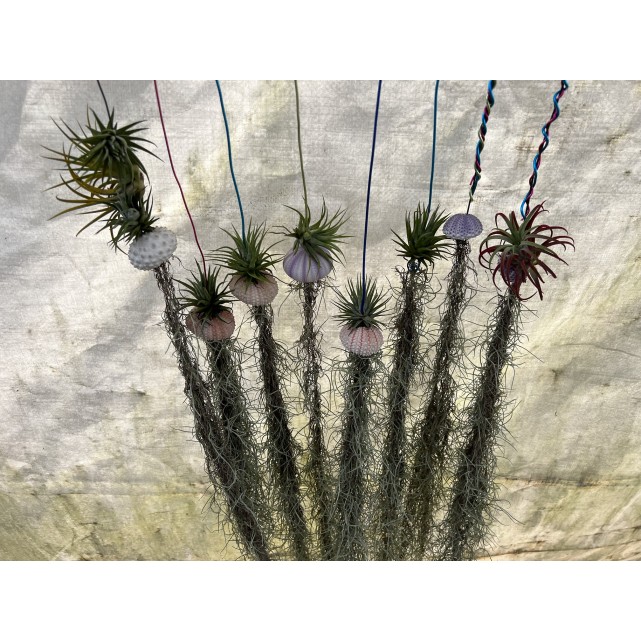 Customized Hanging Air Plants