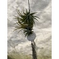 Customized Hanging Air Plants