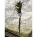 Customized Hanging Air Plants