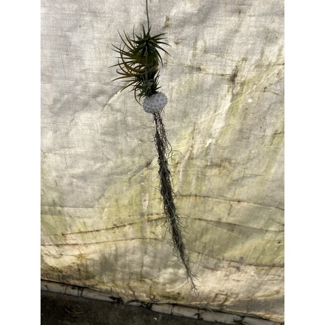 Customized Hanging Air Plants