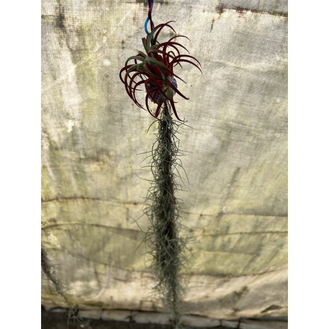 Customized Hanging Air Plants