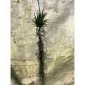 Customized Hanging Air Plants
