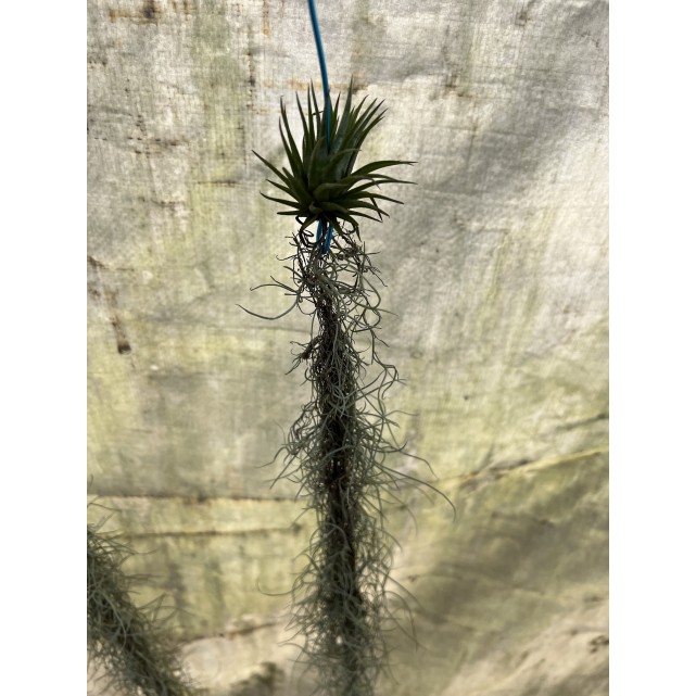Customized Hanging Air Plants