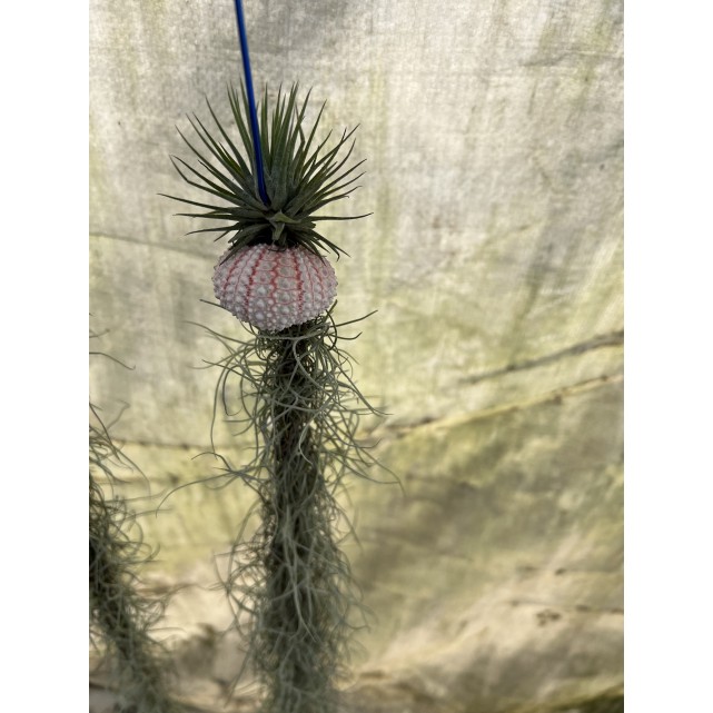 Customized Hanging Air Plants