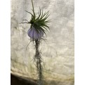 Customized Hanging Air Plants