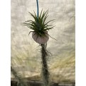 Customized Hanging Air Plants