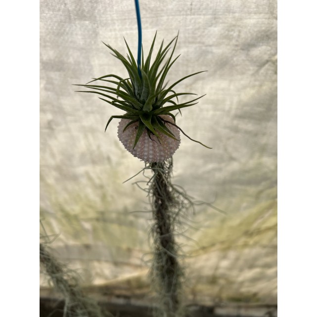 Customized Hanging Air Plants