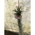 Customized Hanging Air Plants