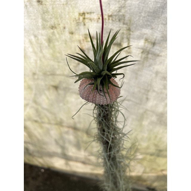 Customized Hanging Air Plants