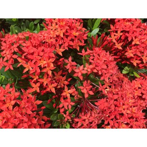 Ixora chinensis red