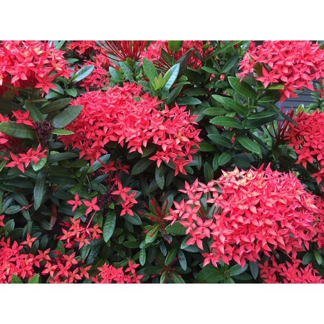 Ixora chinensis red