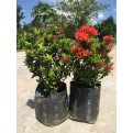 Ixora chinensis red