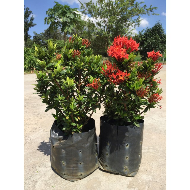 Ixora chinensis red
