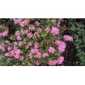 Ixora 'Dwarf Pink'