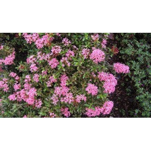 Ixora 'Dwarf Pink'