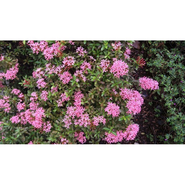 Ixora 'Dwarf Pink'