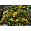 Ixora 'Dwarf Yellow'