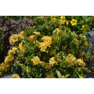 Ixora 'Dwarf Yellow'