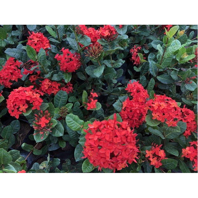 Ixora coccinea red