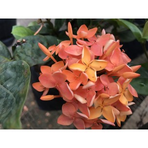 Ixora coccinea orange