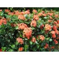 Ixora coccinea orange