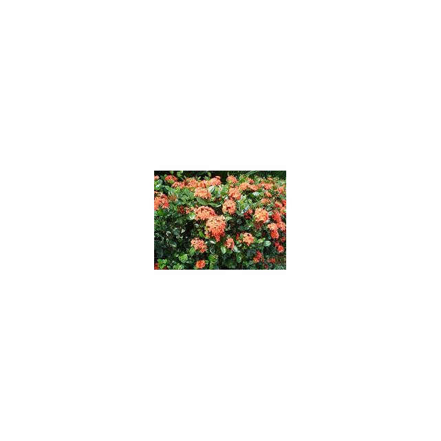 Ixora coccinea orange