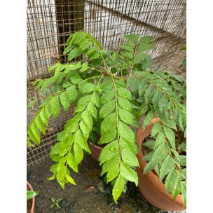 Murraya koenigii (Curry Leaf)
