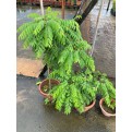 Murraya koenigii (Curry Leaf)