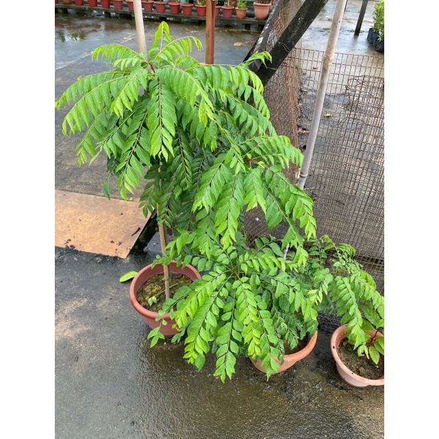 Murraya koenigii (Curry Leaf)