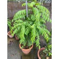 Murraya koenigii (Curry Leaf)