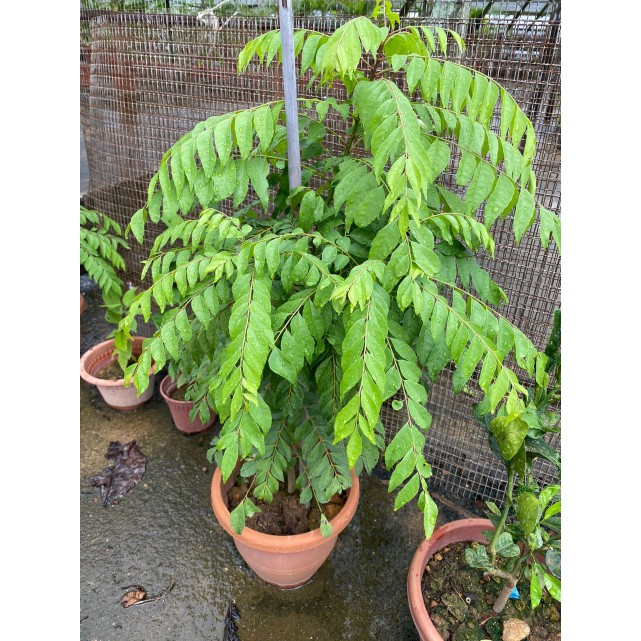 Murraya koenigii (Curry Leaf)